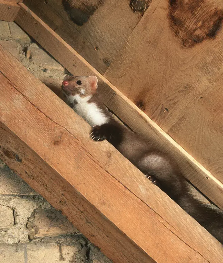 kuna w domu